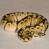 Ball Pythons