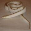 Brooks King Snake