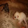 Leucistic & 100% Het
