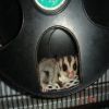 100% Het for Leucistic Sugar Glider