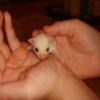 Leucistic Sugar Glider