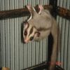 100% Het for Leucistic Sugar Glider